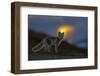 Arctic Fox (Alopex - Vulpes Lagopus) At Sunset, During Moult From Grey Summer Fur To Winter White-Andy Trowbridge-Framed Photographic Print