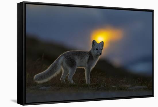 Arctic Fox (Alopex - Vulpes Lagopus) At Sunset, During Moult From Grey Summer Fur To Winter White-Andy Trowbridge-Framed Stretched Canvas