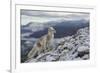 Arctic Fox (Alopex - Vulpes Lagopus) Standing On Ridge-Andy Trowbridge-Framed Photographic Print