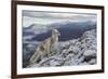 Arctic Fox (Alopex - Vulpes Lagopus) Standing On Ridge-Andy Trowbridge-Framed Photographic Print