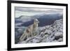 Arctic Fox (Alopex - Vulpes Lagopus) Standing On Ridge-Andy Trowbridge-Framed Photographic Print