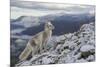 Arctic Fox (Alopex - Vulpes Lagopus) Standing On Ridge-Andy Trowbridge-Mounted Photographic Print