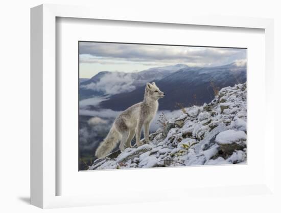 Arctic Fox (Alopex - Vulpes Lagopus) Standing On Ridge-Andy Trowbridge-Framed Photographic Print