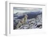 Arctic Fox (Alopex - Vulpes Lagopus) Standing On Ridge-Andy Trowbridge-Framed Photographic Print