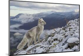 Arctic Fox (Alopex - Vulpes Lagopus) Standing On Ridge-Andy Trowbridge-Mounted Photographic Print