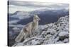 Arctic Fox (Alopex - Vulpes Lagopus) Standing On Ridge-Andy Trowbridge-Stretched Canvas