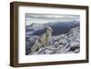 Arctic Fox (Alopex - Vulpes Lagopus) Standing On Ridge-Andy Trowbridge-Framed Premium Photographic Print