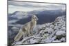 Arctic Fox (Alopex - Vulpes Lagopus) Standing On Ridge-Andy Trowbridge-Mounted Premium Photographic Print