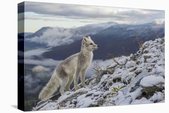 Arctic Fox (Alopex - Vulpes Lagopus) Standing On Ridge-Andy Trowbridge-Stretched Canvas