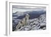 Arctic Fox (Alopex - Vulpes Lagopus) Standing On Ridge-Andy Trowbridge-Framed Photographic Print