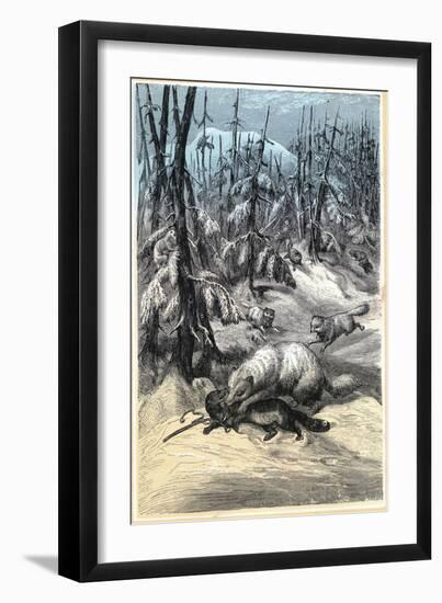 Arctic Fox Attacking Trapped Sable, 1874-null-Framed Giclee Print