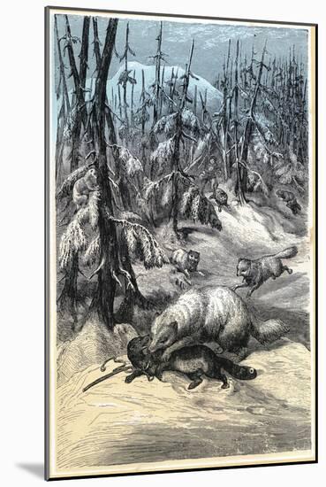 Arctic Fox Attacking Trapped Sable, 1874-null-Mounted Giclee Print