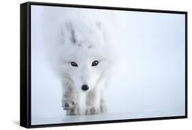 Arctic fox camouflaged in winter pelage. Svalbard, Norway-Danny Green-Framed Stretched Canvas