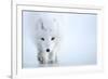 Arctic fox camouflaged in winter pelage. Svalbard, Norway-Danny Green-Framed Photographic Print