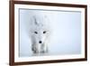 Arctic fox camouflaged in winter pelage. Svalbard, Norway-Danny Green-Framed Photographic Print