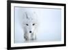 Arctic fox camouflaged in winter pelage. Svalbard, Norway-Danny Green-Framed Photographic Print