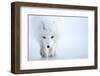 Arctic fox camouflaged in winter pelage. Svalbard, Norway-Danny Green-Framed Photographic Print