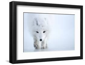 Arctic fox camouflaged in winter pelage. Svalbard, Norway-Danny Green-Framed Photographic Print