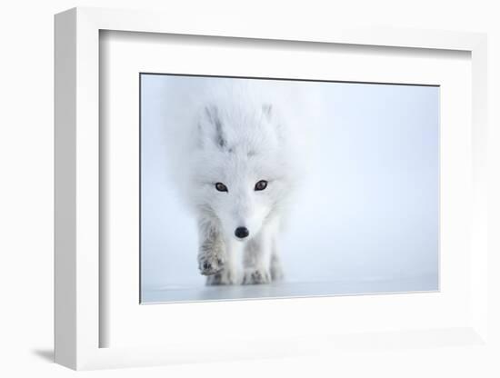 Arctic fox camouflaged in winter pelage. Svalbard, Norway-Danny Green-Framed Photographic Print