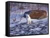 Arctic Fox, Churchill, Manitoba, Canada-Art Wolfe-Framed Stretched Canvas