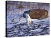 Arctic Fox, Churchill, Manitoba, Canada-Art Wolfe-Stretched Canvas