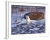 Arctic Fox, Churchill, Manitoba, Canada-Art Wolfe-Framed Photographic Print