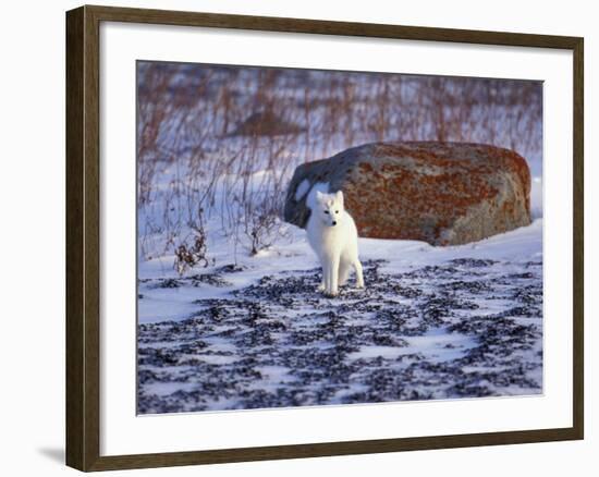 Arctic Fox, Churchill, Manitoba, Canada-Art Wolfe-Framed Photographic Print