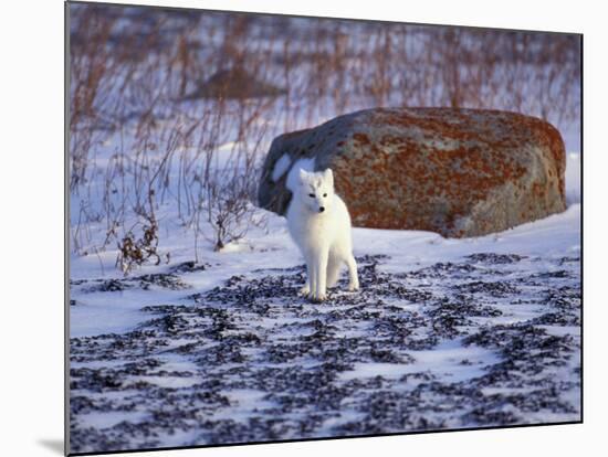 Arctic Fox, Churchill, Manitoba, Canada-Art Wolfe-Mounted Photographic Print