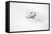 Arctic Fox Curled Up Churchil Wildlife Management Area Churchill, Mb-Richard ans Susan Day-Framed Stretched Canvas