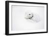 Arctic Fox Curled Up Churchil Wildlife Management Area Churchill, Mb-Richard ans Susan Day-Framed Photographic Print