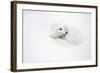 Arctic Fox Curled Up Churchil Wildlife Management Area Churchill, Mb-Richard ans Susan Day-Framed Photographic Print