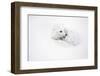 Arctic Fox Curled Up Churchil Wildlife Management Area Churchill, Mb-Richard ans Susan Day-Framed Photographic Print