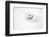 Arctic Fox Curled Up Churchil Wildlife Management Area Churchill, Mb-Richard ans Susan Day-Framed Photographic Print