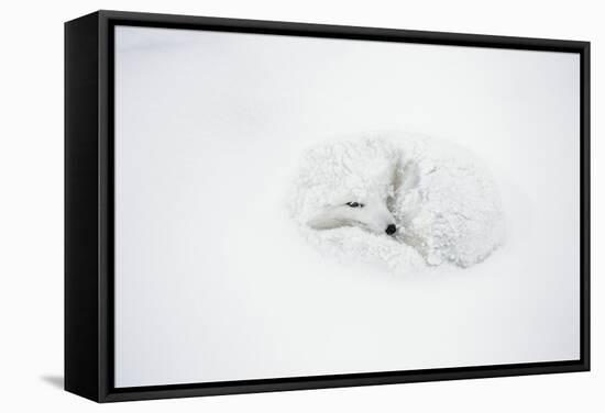 Arctic Fox Curled Up, Churchill Wildlife Area, Manitoba, Canada-Richard ans Susan Day-Framed Stretched Canvas