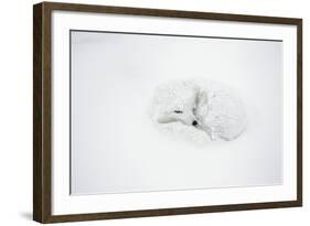 Arctic Fox Curled Up, Churchill Wildlife Area, Manitoba, Canada-Richard ans Susan Day-Framed Photographic Print
