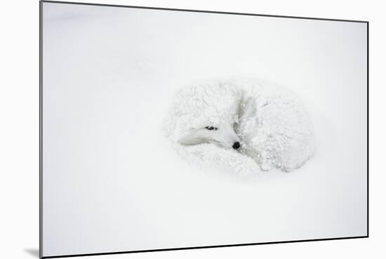 Arctic Fox Curled Up, Churchill Wildlife Area, Manitoba, Canada-Richard ans Susan Day-Mounted Photographic Print