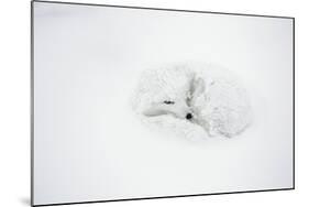 Arctic Fox Curled Up, Churchill Wildlife Area, Manitoba, Canada-Richard ans Susan Day-Mounted Photographic Print