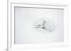 Arctic Fox Curled Up, Churchill Wildlife Area, Manitoba, Canada-Richard ans Susan Day-Framed Photographic Print