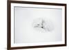 Arctic Fox Curled Up, Churchill Wildlife Area, Manitoba, Canada-Richard ans Susan Day-Framed Photographic Print