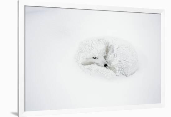 Arctic Fox Curled Up, Churchill Wildlife Area, Manitoba, Canada-Richard ans Susan Day-Framed Photographic Print