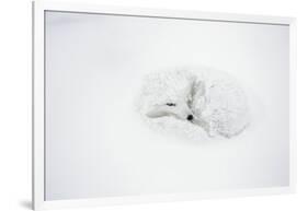 Arctic Fox Curled Up, Churchill Wildlife Area, Manitoba, Canada-Richard ans Susan Day-Framed Photographic Print