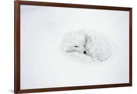 Arctic Fox Curled Up, Churchill Wildlife Area, Manitoba, Canada-Richard ans Susan Day-Framed Photographic Print