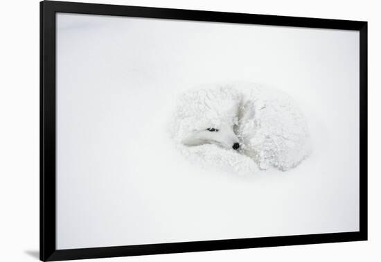 Arctic Fox Curled Up, Churchill Wildlife Area, Manitoba, Canada-Richard ans Susan Day-Framed Photographic Print