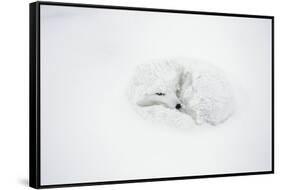 Arctic Fox Curled Up, Churchill Wildlife Area, Manitoba, Canada-Richard ans Susan Day-Framed Stretched Canvas