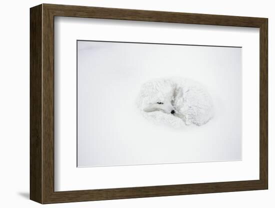 Arctic Fox Curled Up, Churchill Wildlife Area, Manitoba, Canada-Richard ans Susan Day-Framed Photographic Print