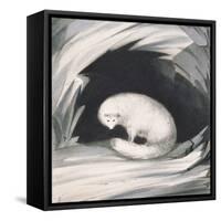 Arctic Fox, from Narrative of a Second Voyage in Search of a North-West Passage-Sir John Ross-Framed Stretched Canvas