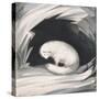 Arctic Fox, from Narrative of a Second Voyage in Search of a North-West Passage-Sir John Ross-Stretched Canvas