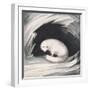 Arctic Fox, from Narrative of a Second Voyage in Search of a North-West Passage-Sir John Ross-Framed Giclee Print