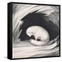 Arctic Fox, from Narrative of a Second Voyage in Search of a North-West Passage-Sir John Ross-Framed Stretched Canvas