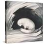 Arctic Fox, from Narrative of a Second Voyage in Search of a North-West Passage-Sir John Ross-Stretched Canvas